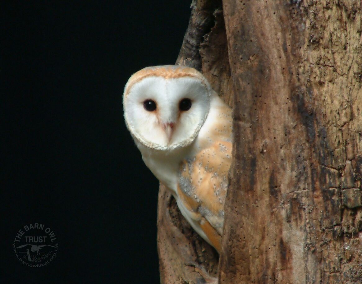 Bird Barn Owls