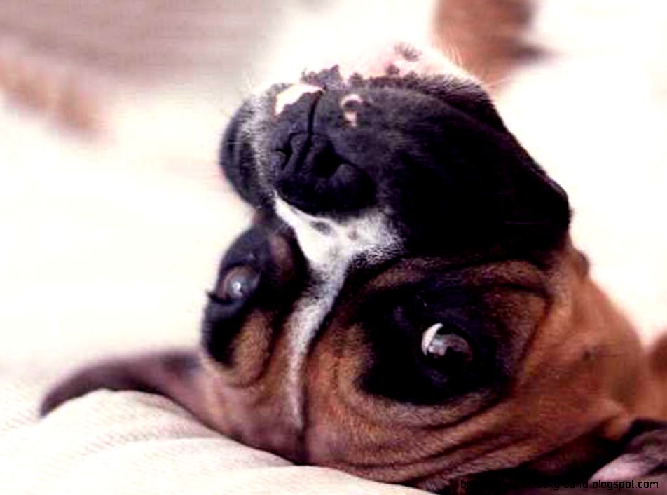 Lovely looking Boxer dog photo and wallpaper Beautiful Lovely Lovely looking Boxer dog photo and wallpaper Beautiful Lovely