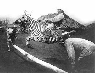 The Plural Of Hyena: Things I Find Fascinating #3: Zebras And The