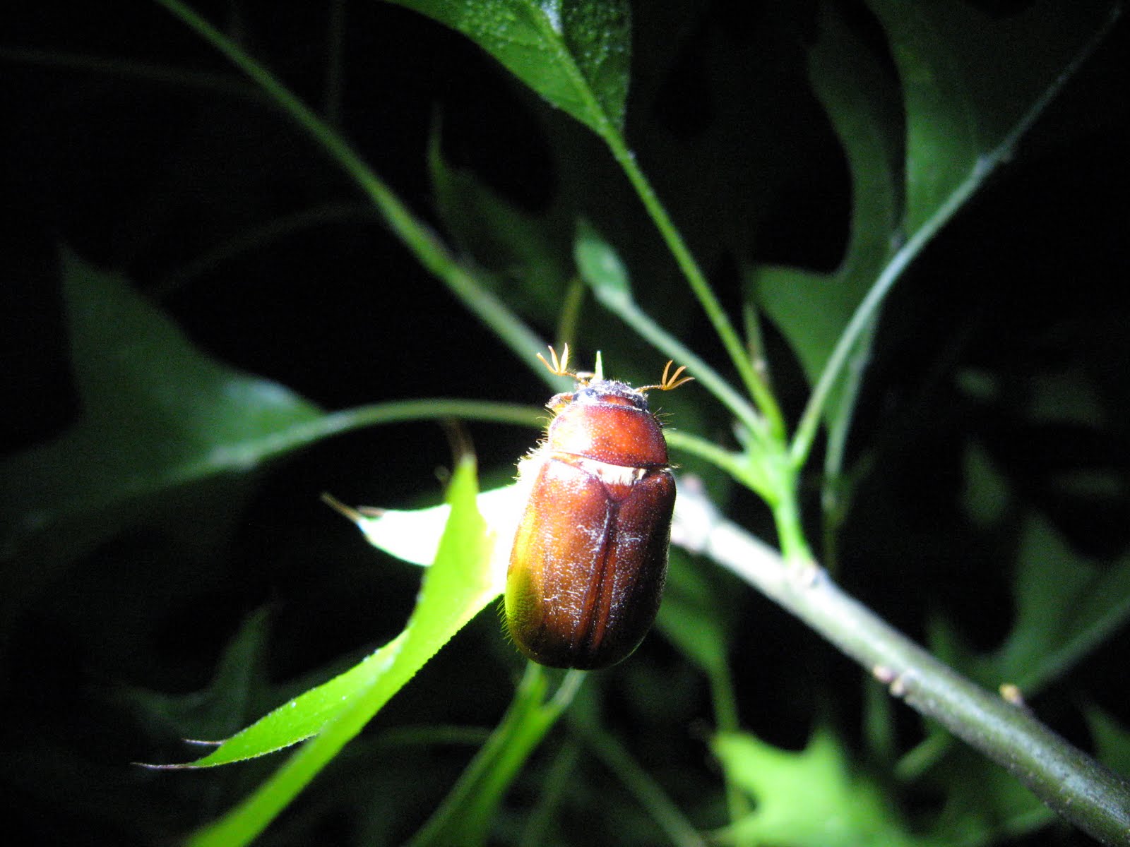 Normal Biology Late Night Beetle Collecting