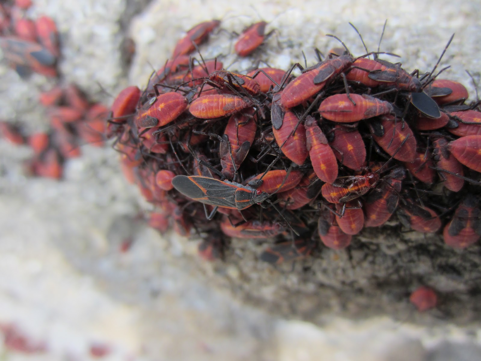 Brookfield7: Invasion of the red and black beetles