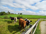 Cattle down the lane