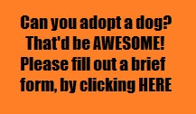 Looking to Adopt a Dog?