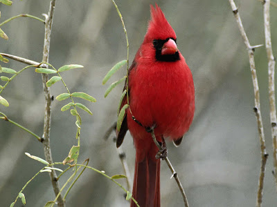 Cardinal Bird Free Pictures 3