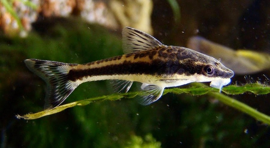 Otocinclus-Catfish