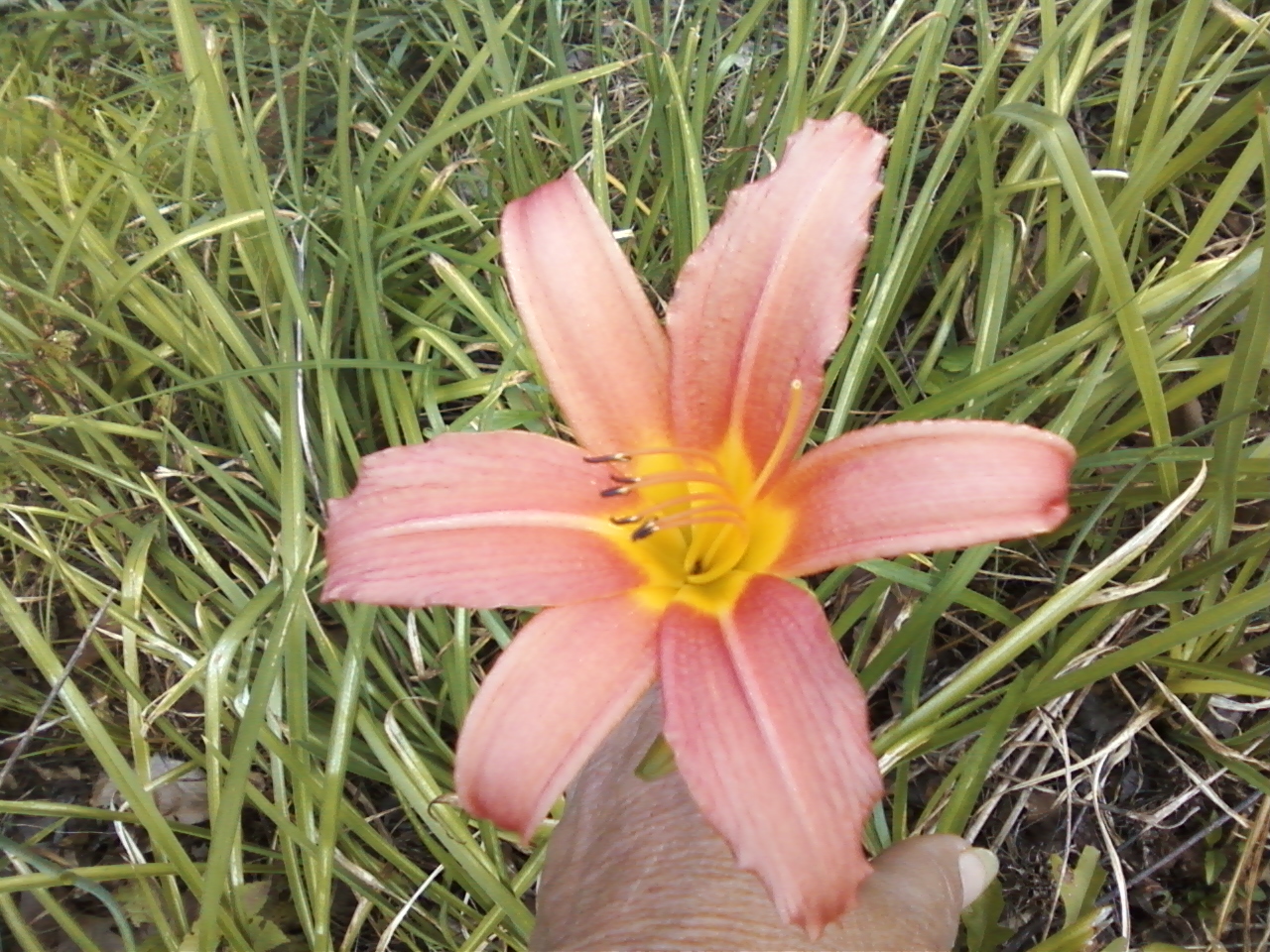 Two Sisters Gardening Planting Daylilies More Work than I Expected