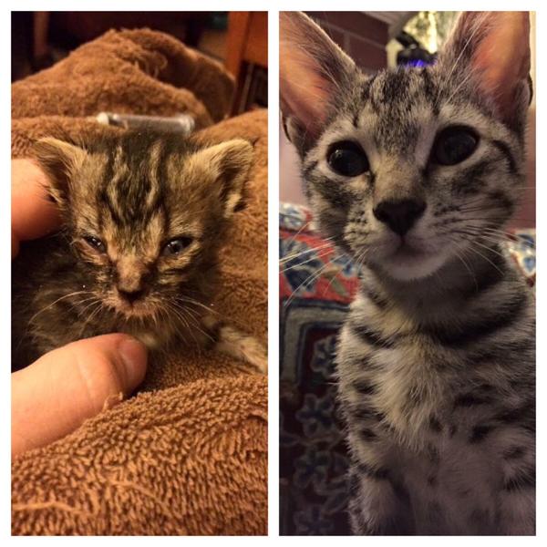 Котенок Оливер до и после спасения Котенок Оливер до и после спасения