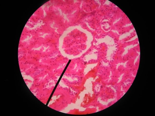 Bab Struktur Jaringan Hewan Karafuru^^