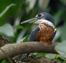 Fauna Bacia Taquari-Antas - Fonte: Aepan-ONG - Série: Aves