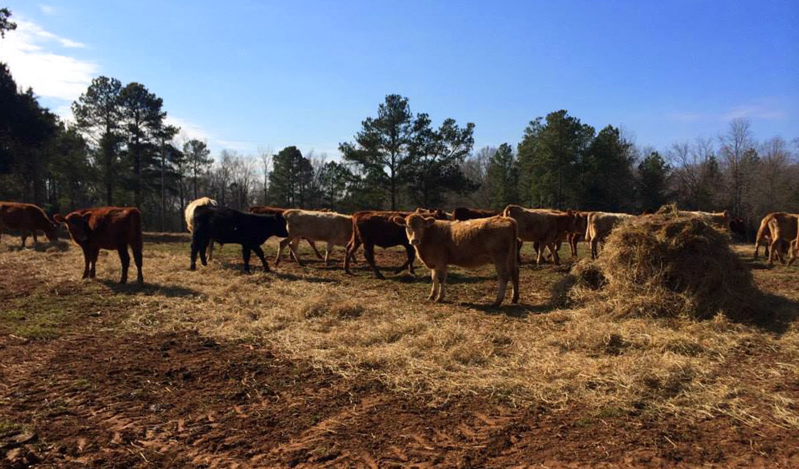 Cooking With Mary and Friends West Ridge Farms Premium Beef Farm Tour