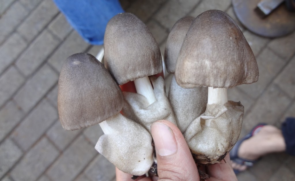 Budidaya Jamur Merang Kota Malang Mushroom cultivation Merang