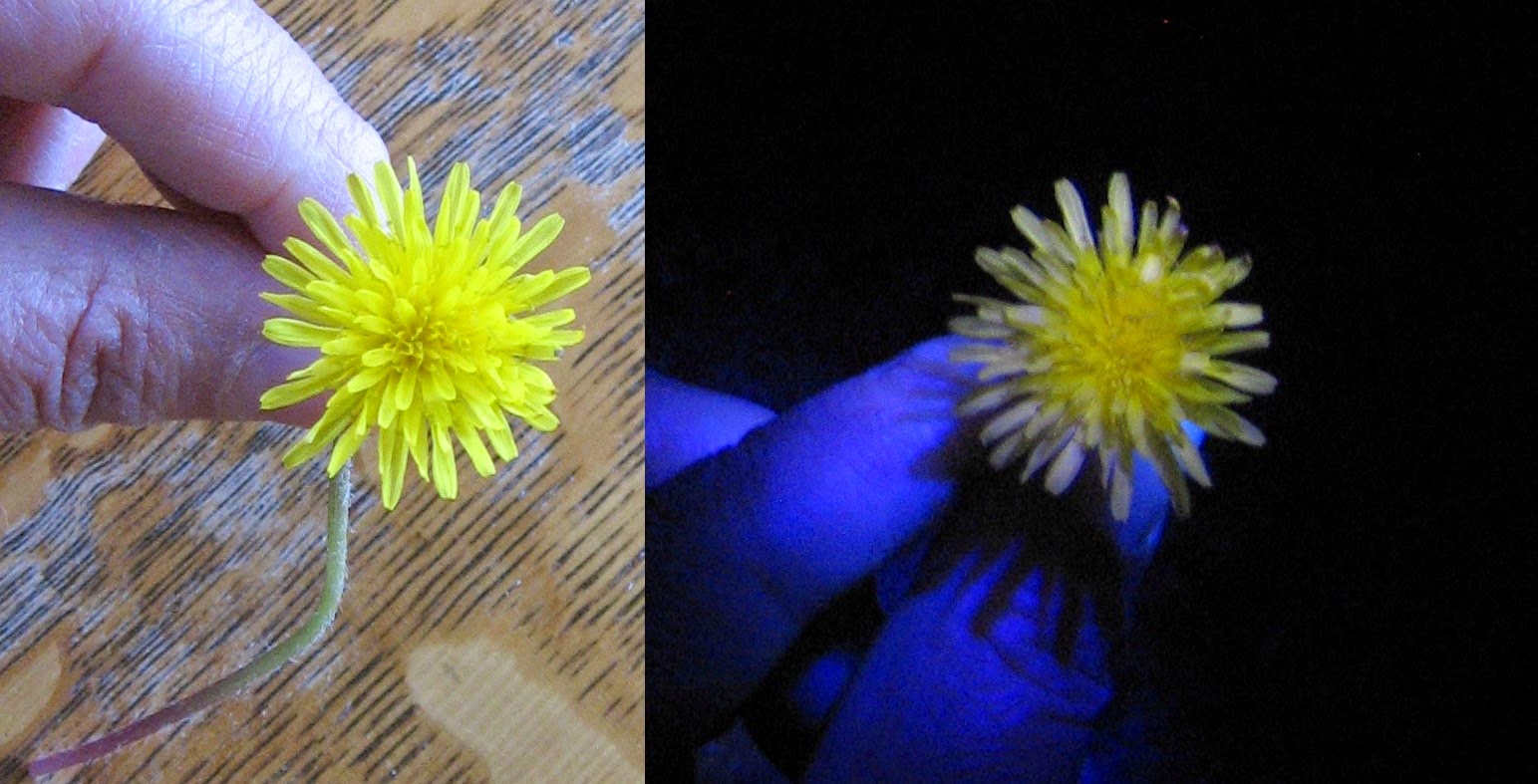 Almost Unschoolers A Butterfly's Eye View UV Nectar Guides