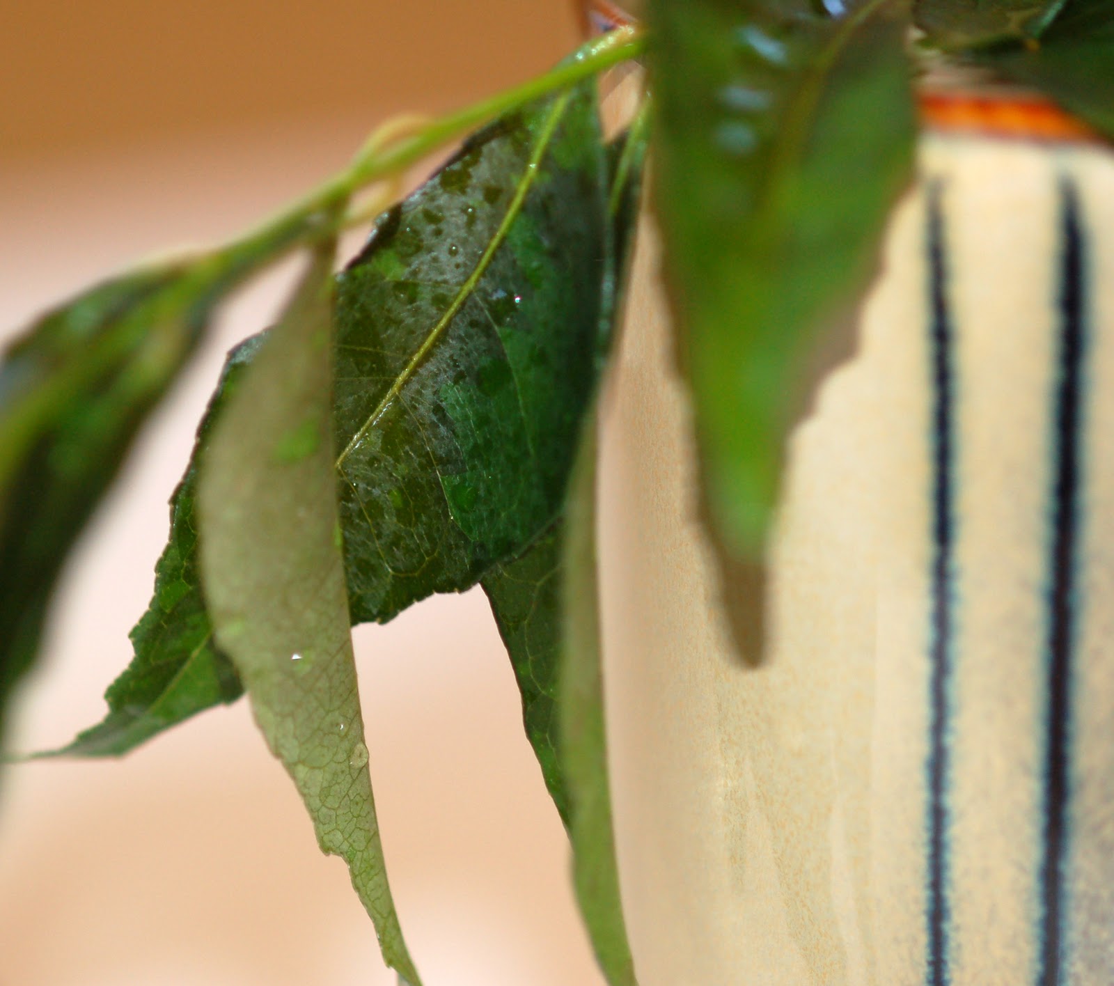 Cook Food. Mostly Plants. Ode to the Curry Leaf