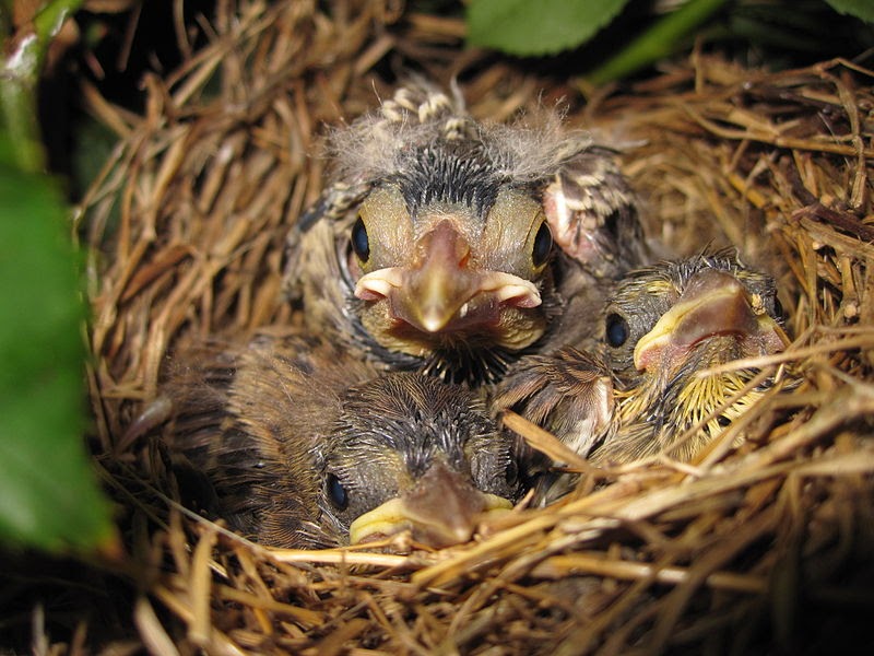 Kirkepiscatoid Sparrow nests