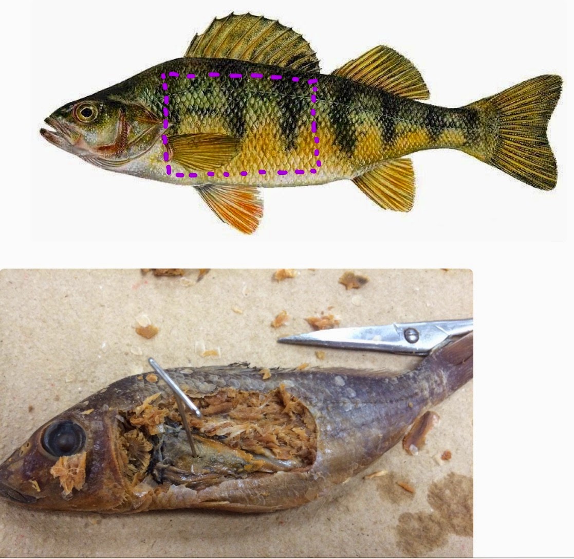 ALM^2 Perch Fish Dissection