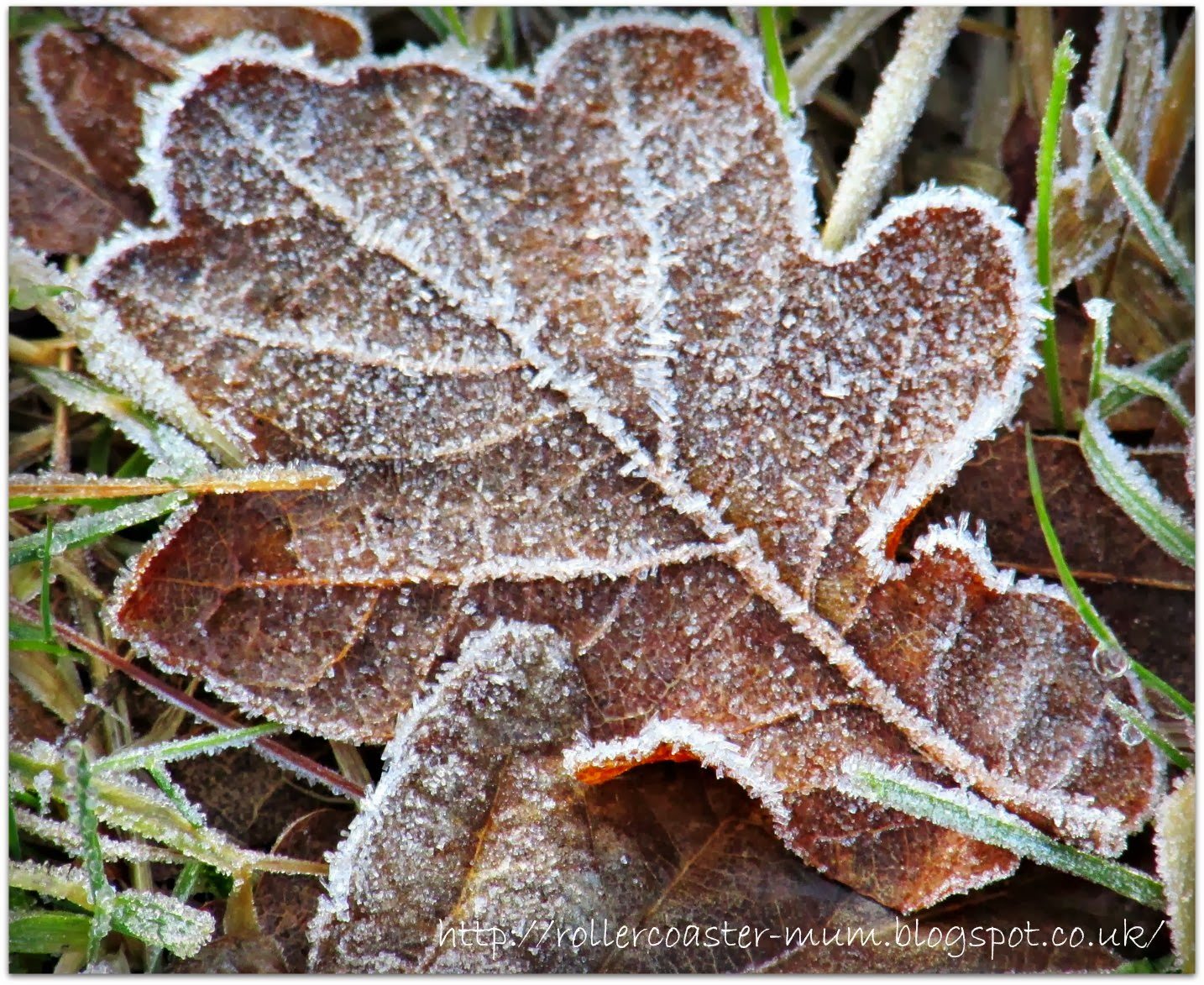 frost on oak leaf frosted oak leaf