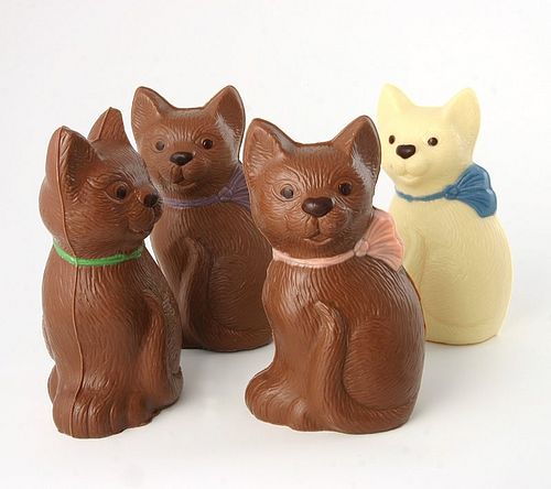 zoom_chocolate_cat.jpg