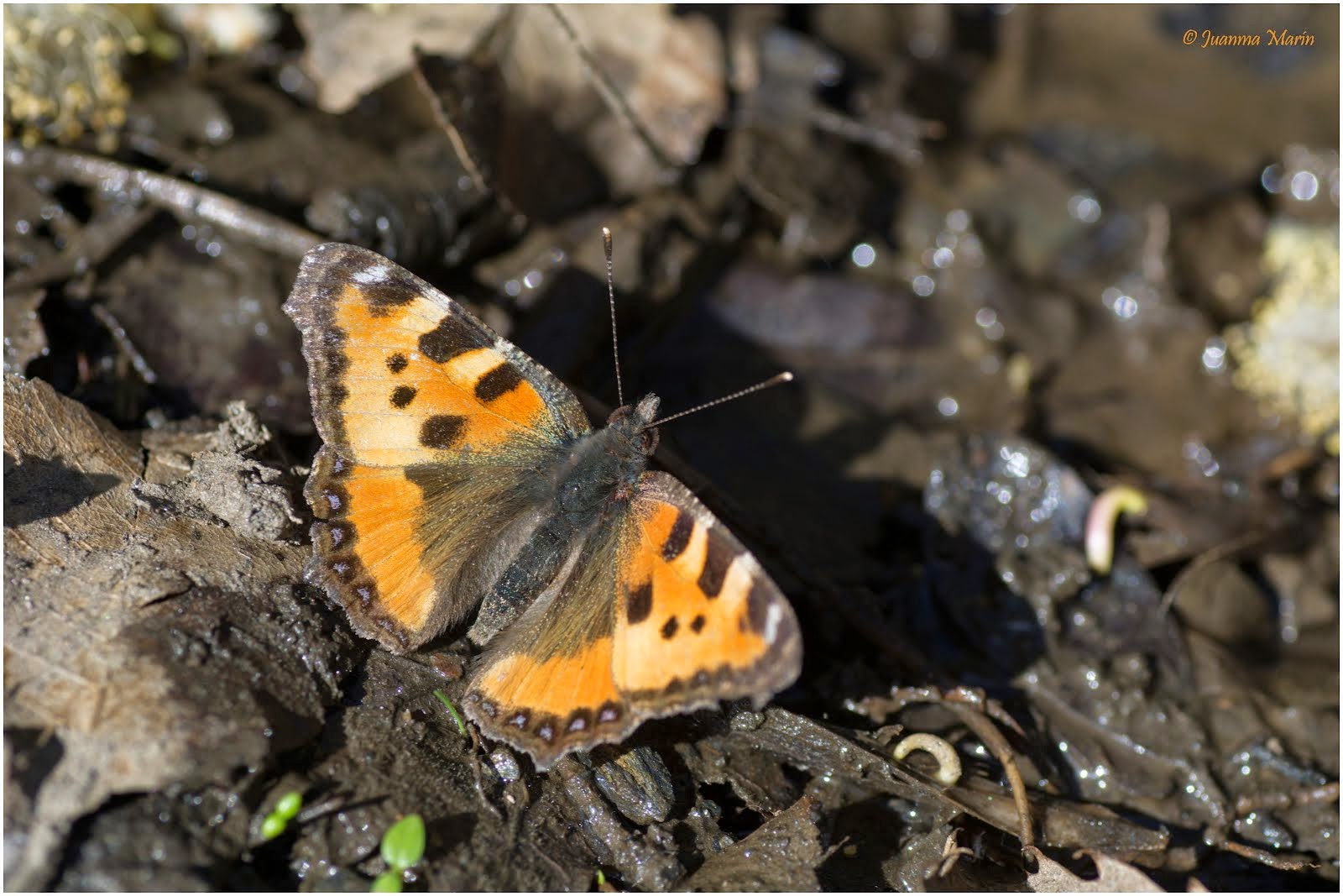 Aglais urticae