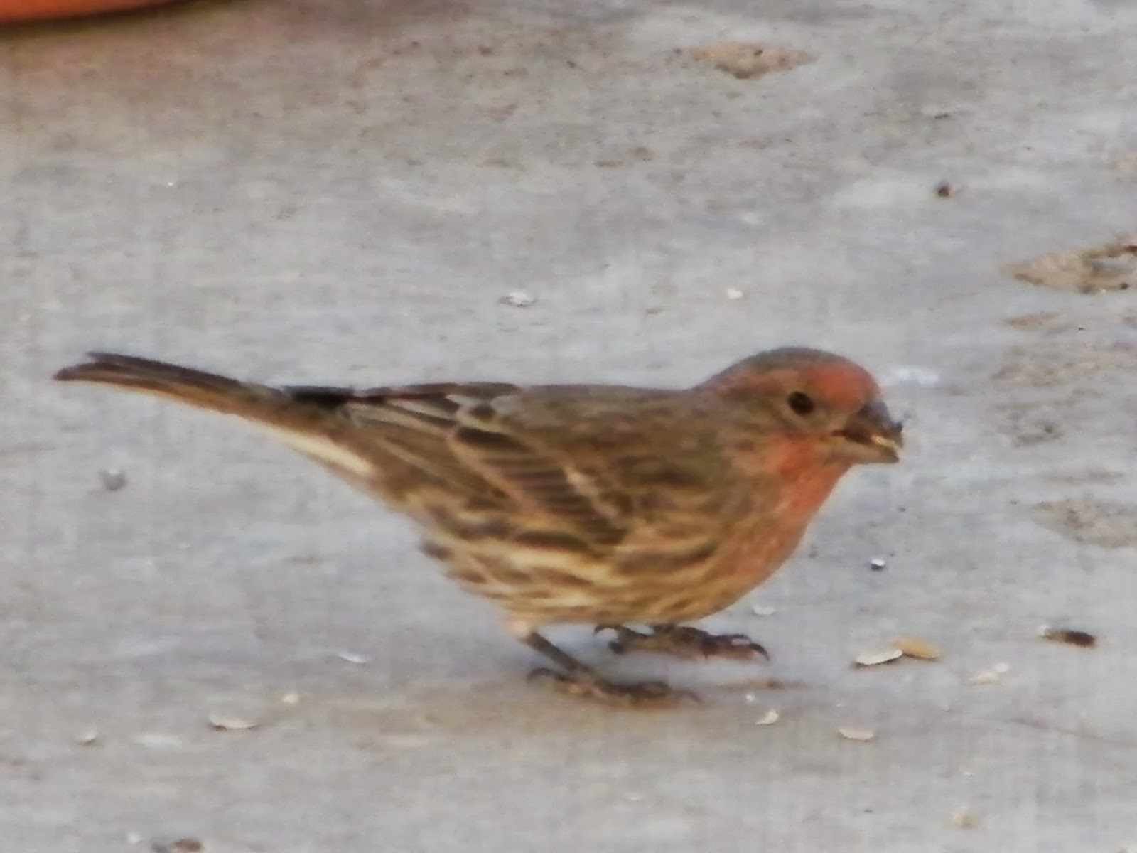 Toys and Stuff Las Vegas NV ,Birds on Patio