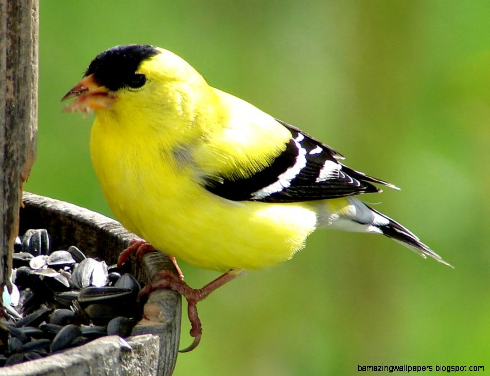 yellow finch yellow finch