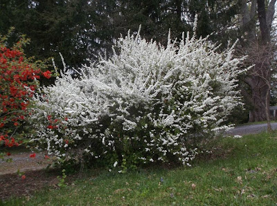 Future Plants By Randy Stewart Spirea