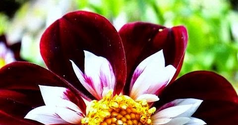 Dahlia Multi Color | Backyards Click