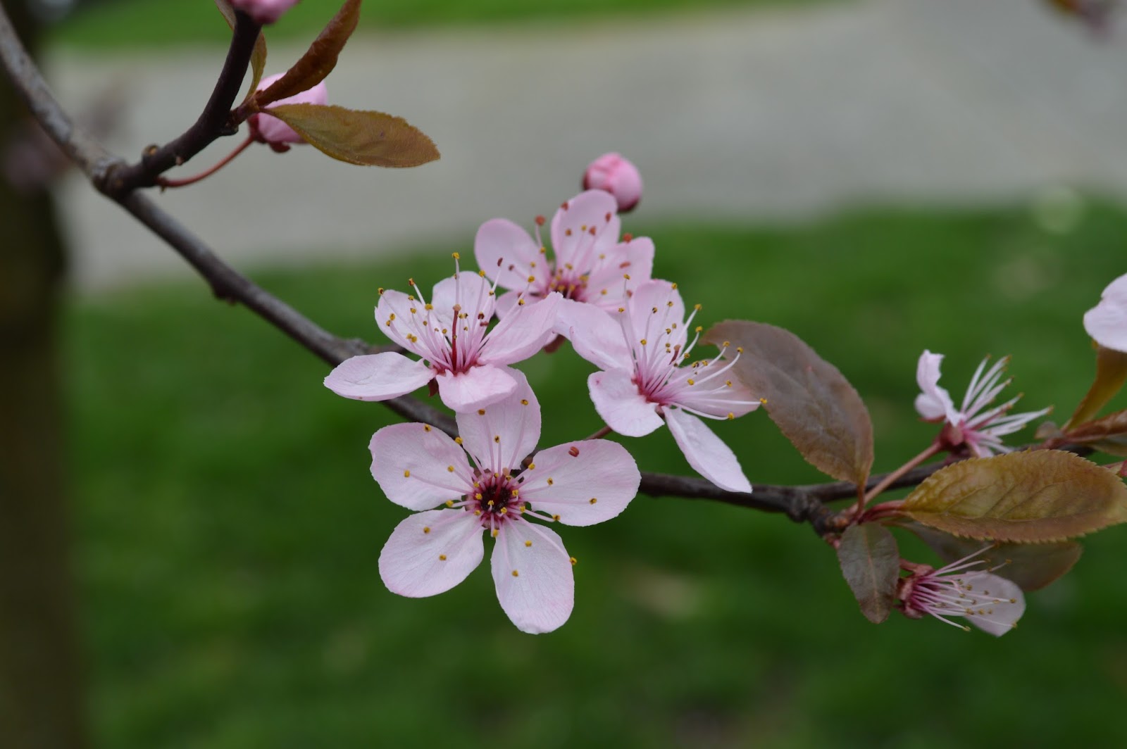 The Phytophactor Friday Fabulous Flower False Forsythia Real