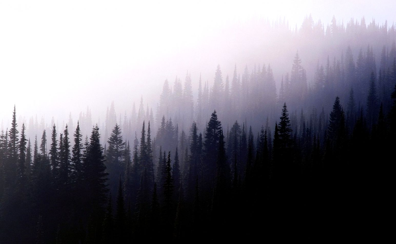 Artwork Evergreens Fog Forest Trees » WallDevil   Best free HD Artwork Evergreens Fog Forest Trees » WallDevil   Best free HD
