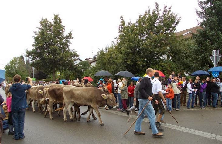 Willkommen In Polschland Niemiecka Krowia Piata Pora Roku