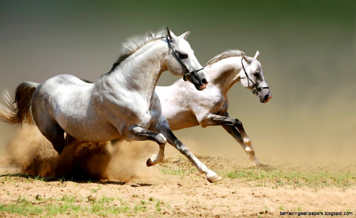 1280x800 amazing white stallion Wallpaper Download 1280x800 amazing white stallion Wallpaper Download