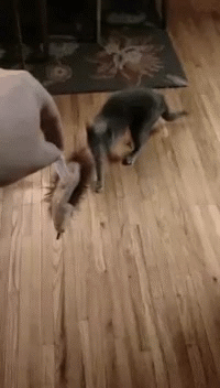 Funny animal gif, dog steals toy from cat