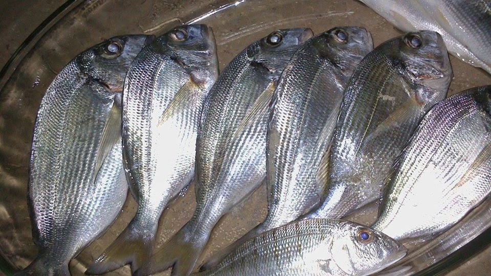 \u0627\u0644\u0635\u064a\u062f \u0641\u064a \u0627\u0644\u0628\u062d\u0631 \u0627\u0644\u0645\u062a\u0648\u0633\u0637 - \u0623\u0633\u0631\u0627\u0631 \u0627\u0644\u0635\u064a\u062f \u0627\u0644\u062e\u0641\u064a\u0629