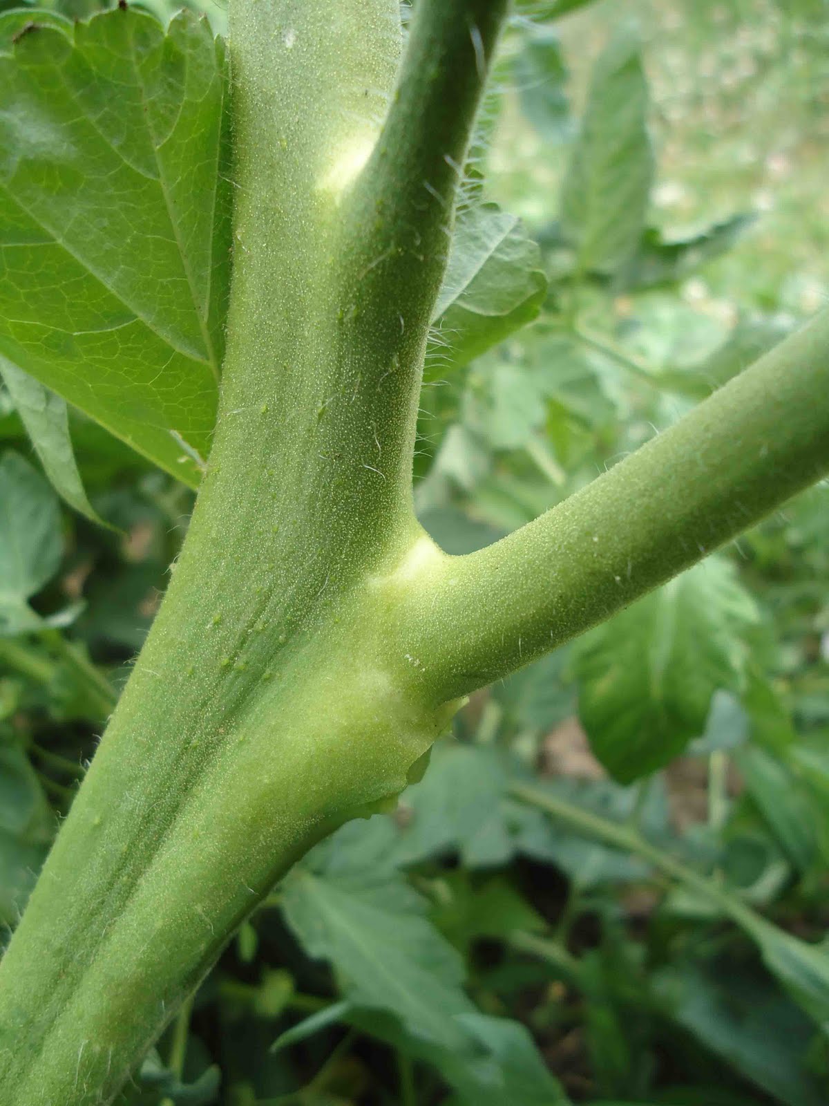 tomato plant leaf