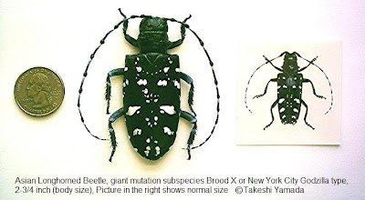Giant Asian Longhorn Beetle by Takeshi Yamada