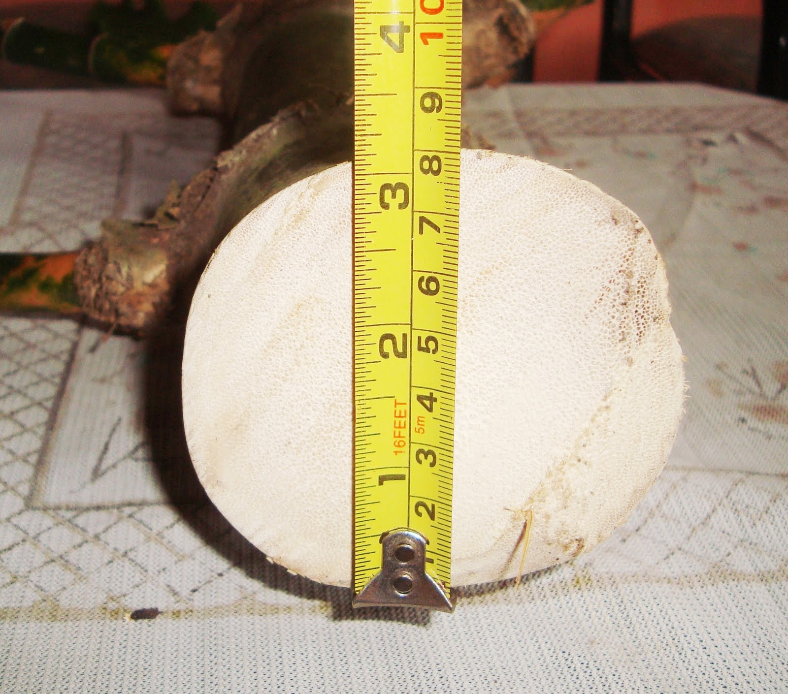 Lapak Barang Jadoel (LBJ) Bambu Patel Lele/ Temu Ros