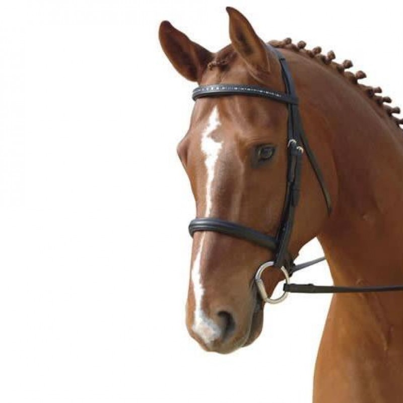 The Horse And Pony Project Types Of Bridles