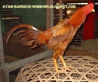 Gambaran Umum Tentang Ayam Bangkok