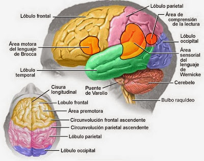 Curiosidades sobre el cerebro humano