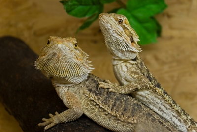 bearded-dragon-habitat.jpg