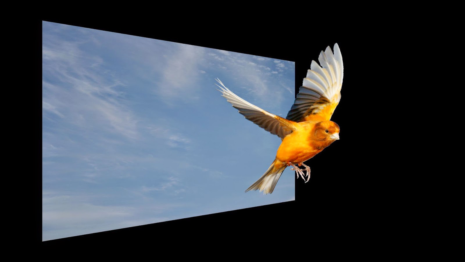 Paint-NET Passaro fora da caixa céu O Pássaro voando para alem do céu