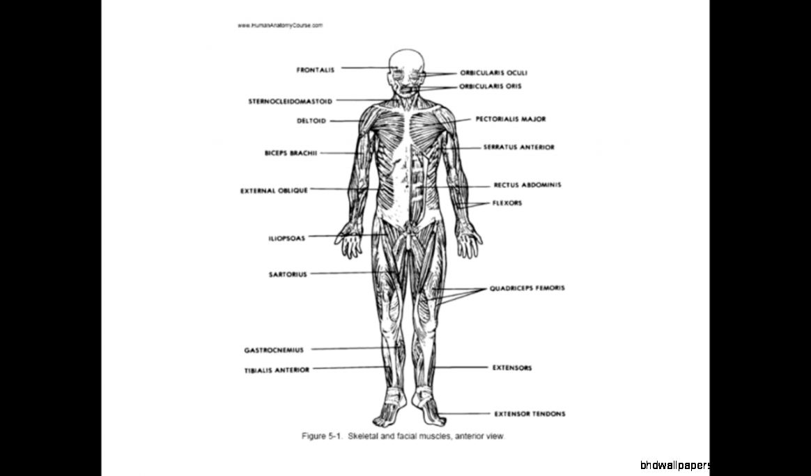 Anatomy and Physiology Study Guide Quizzes YouTube Anatomy and Physiology Study Guide Quizzes YouTube