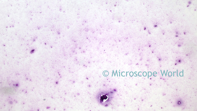 Bordetella Pertussis under the microscope at 40x.