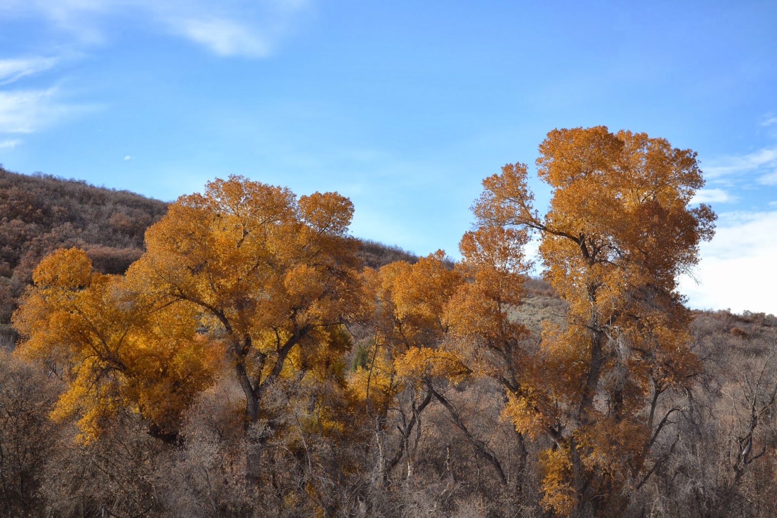 Corn Mazes in Utah County Brian Olsen, Your Utah Realtor