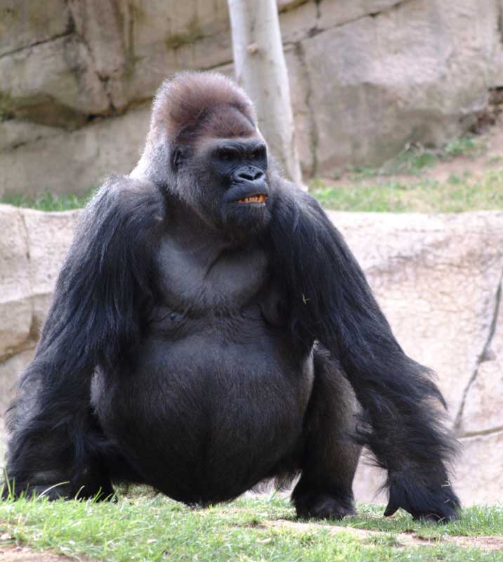 Down Syndrome Gorilla