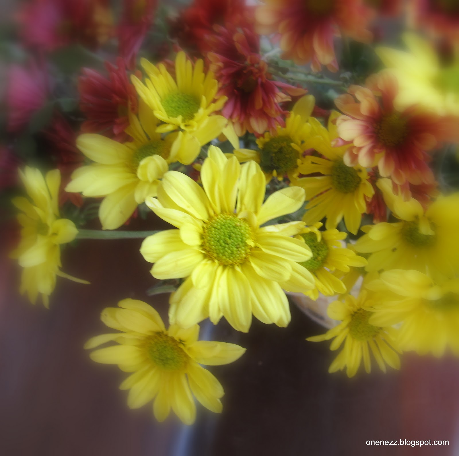 Onenezz Meaning of Chrysanthemum