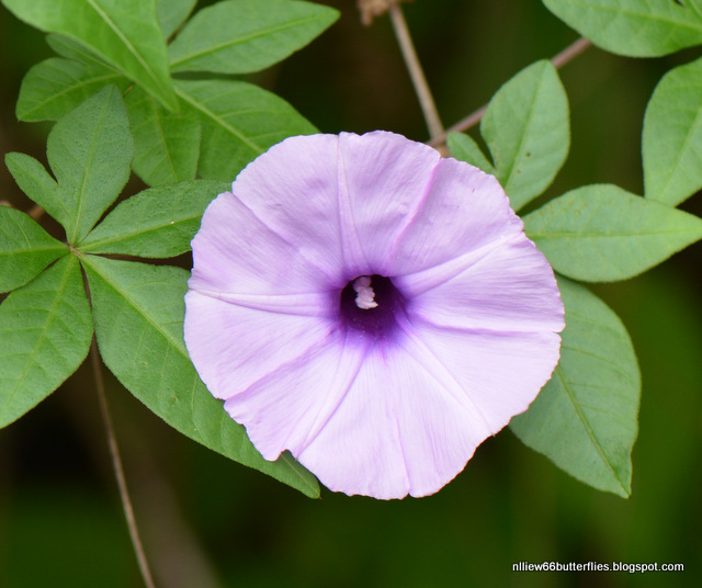 Morning Glory (Ipomea nil) All year