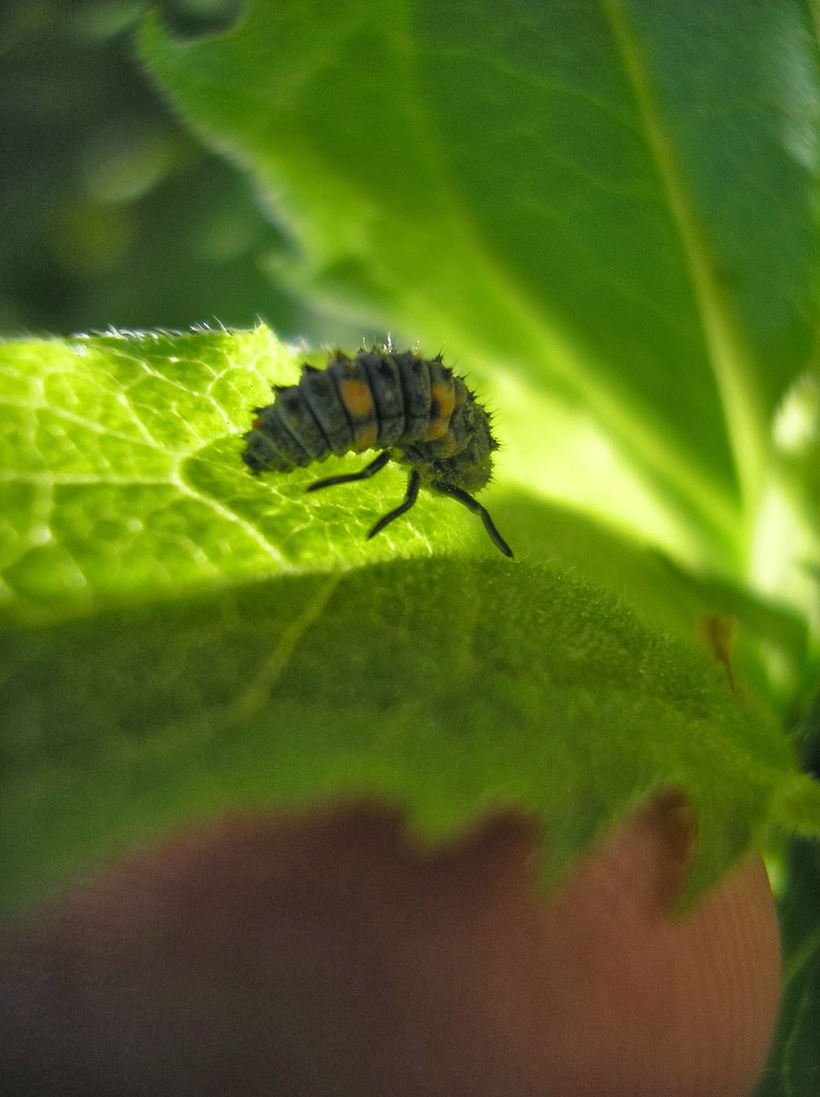 ladybug larva for a ladybug homeschool nature study