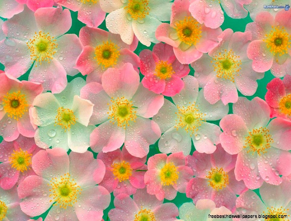 Pretty Flowers Wallpapers Wallpaper Cave Pretty Flowers Wallpapers Wallpaper Cave