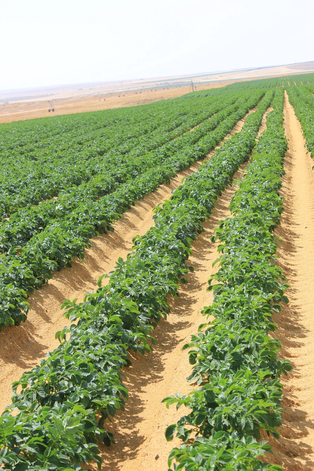 Crop Ideas Egyptian Potato Market