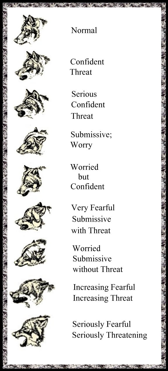 Canis lupus 101 How to Read a Wolf